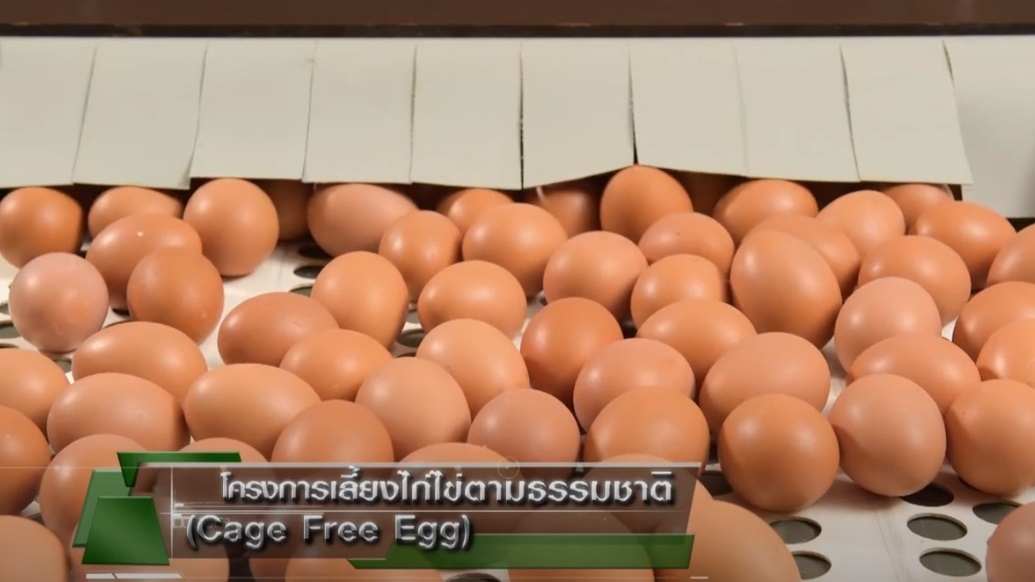 CPF ครัวโลกที่ยั่งยืน ตอน ไข่ Cage Free